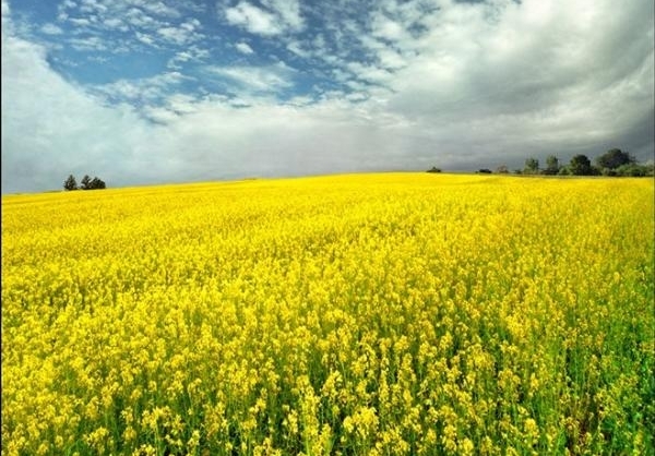 عکس طبیعت