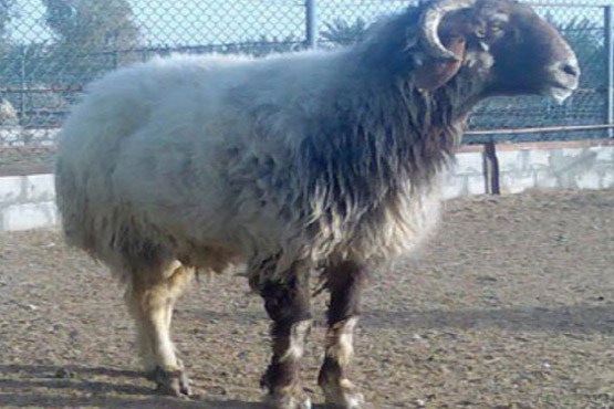 Sheep