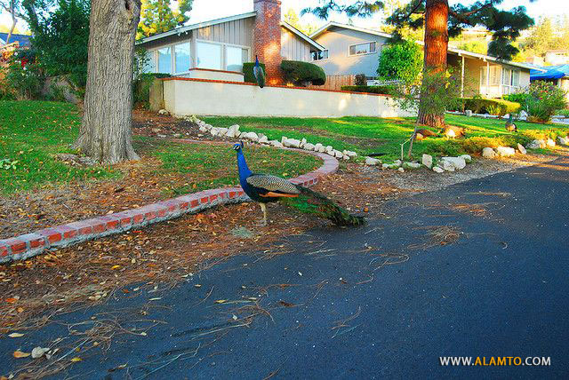 Peacocks4