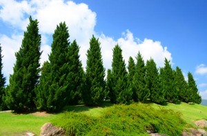 کاج cedar-pine