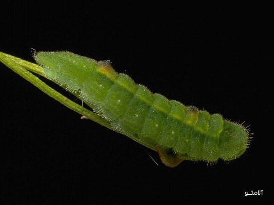 ant-enemies01 دشمن اصلی مورچه