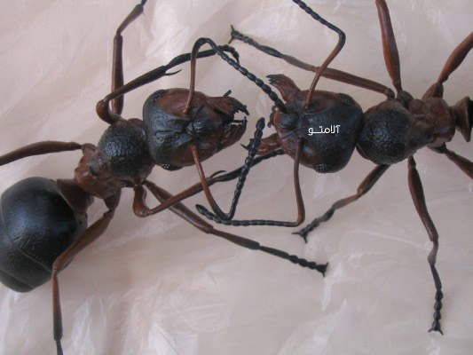 ant-enemies04 دشمن مورچه چه حشره ای است