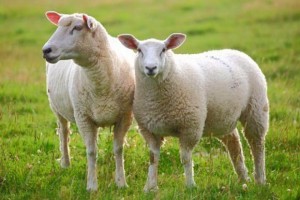 گوسفند sheep