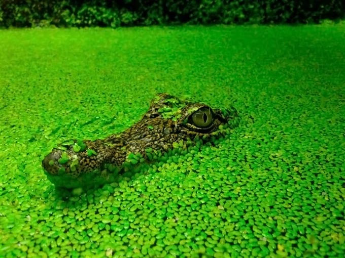 عکس های دیدنی از دنیای حیوانات,Animals_Nice_2