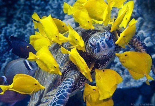 عکس های دیدنی از دنیای حیوانات,Animals_Nice_3