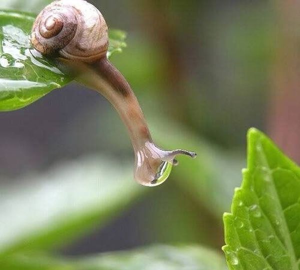 عکس های دیدنی از دنیای حیوانات,Animals_Nice_4