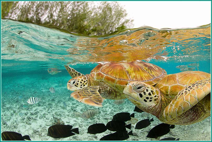 عکس های دیدنی از دنیای حیوانات,Animals_Nice_7