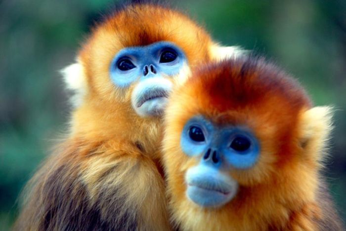 عکس های دیدنی از دنیای حیوانات,Animals_Nice_8