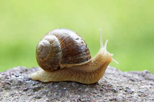 Snail