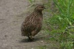 Quail