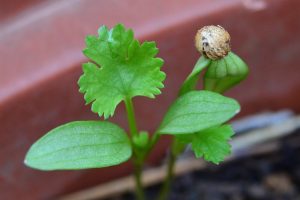 تعبیر خواب گشنیز
