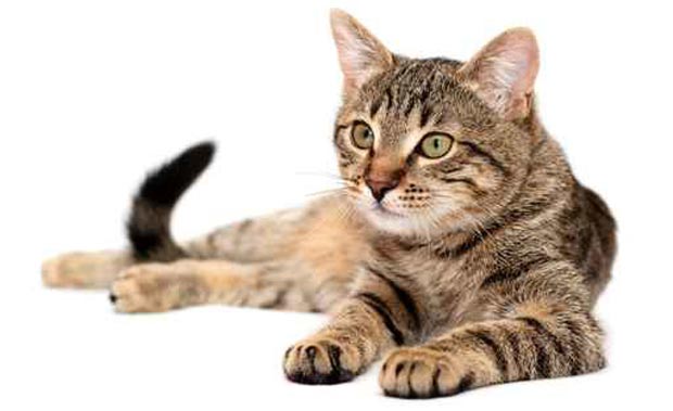 گربه cat