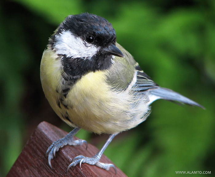 great tit