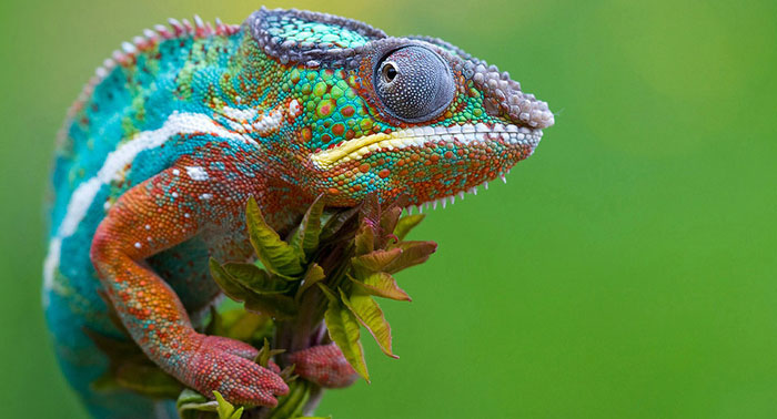 آفتاب پرست chameleon