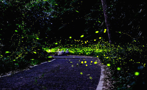 firefly-park china