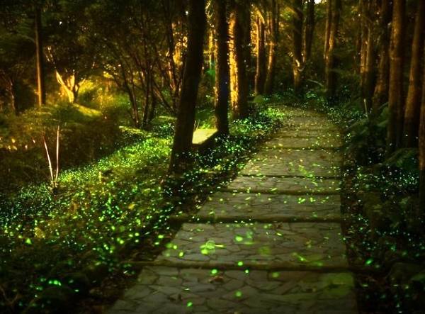 کرم های شب تاب