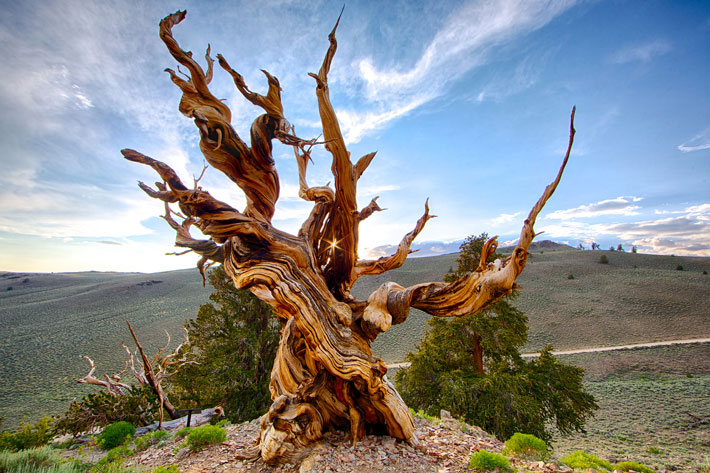قدیمی ترین درخت دنیا,Methuselah-tree
