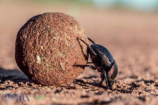 سوسک سرگین Scarab