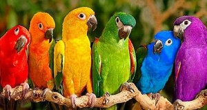 رنگ شخصیت personality-color