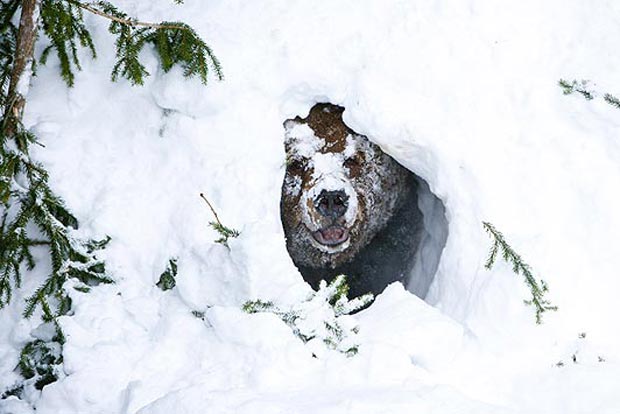 خواب زمستانی خرس Bear