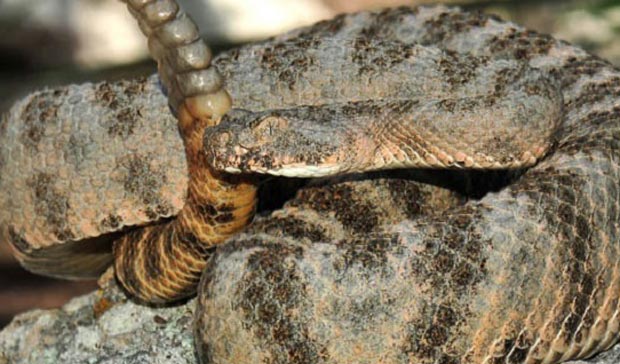 snake مار زنگی ببری