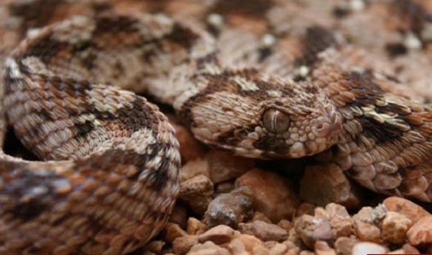 snake مار جعفری سندی