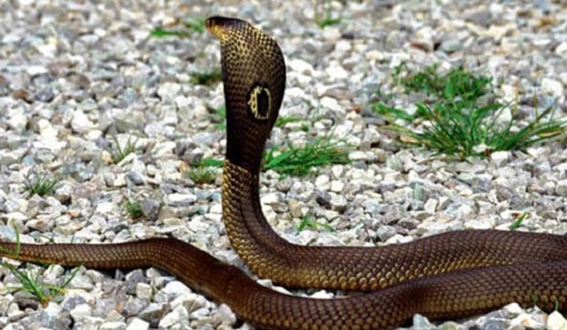 snake شاهکبرا