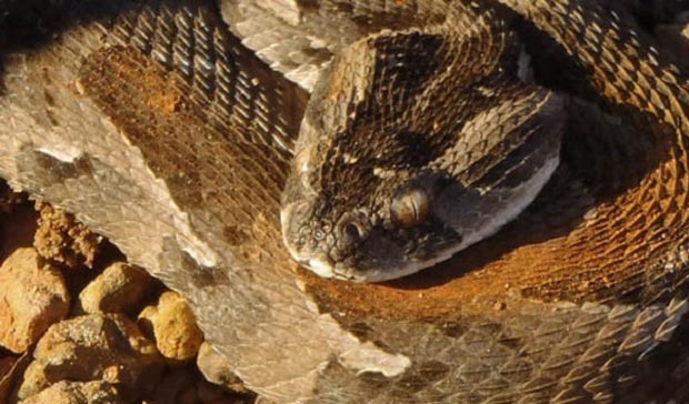 snake مار دمنده یا مار سمی آفریقایی