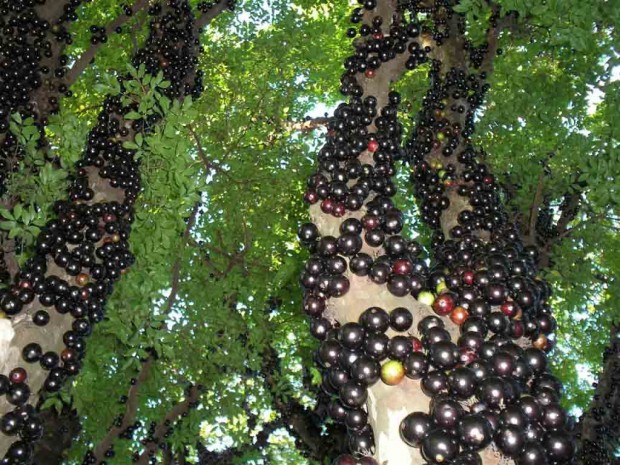 عجیب ترین میوه های