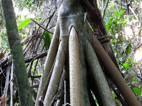 درختی که راه میرود