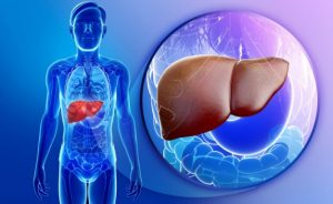 liver