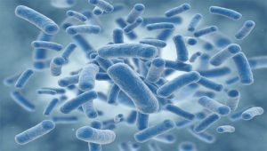 bacterias