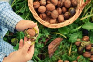 تعبیر خواب گردو چیدن امام صادق 