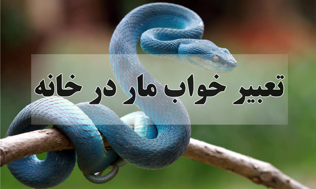 تعبیر خواب مار در خانه خود یا دیگران، کشتن و یا نیش زدن آن چیست؟