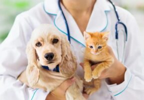 متن تبریک روز دامپزشک