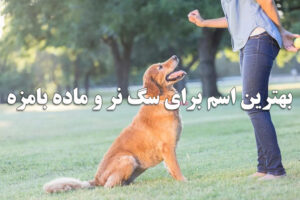 بهترین اسم برای سگ نر و ماده بامزه