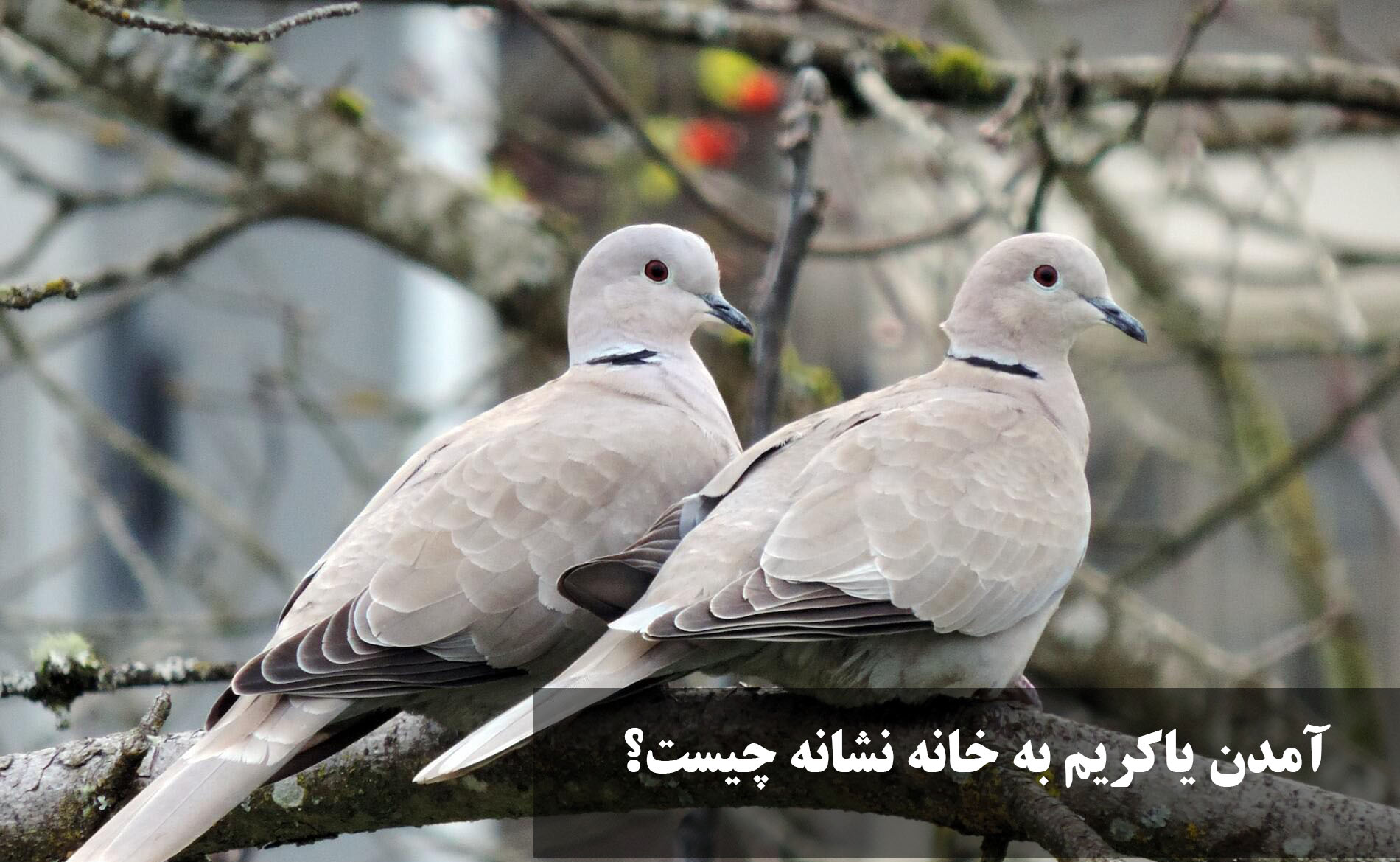 آمدن یاکریم به خانه نشانه چیست؟