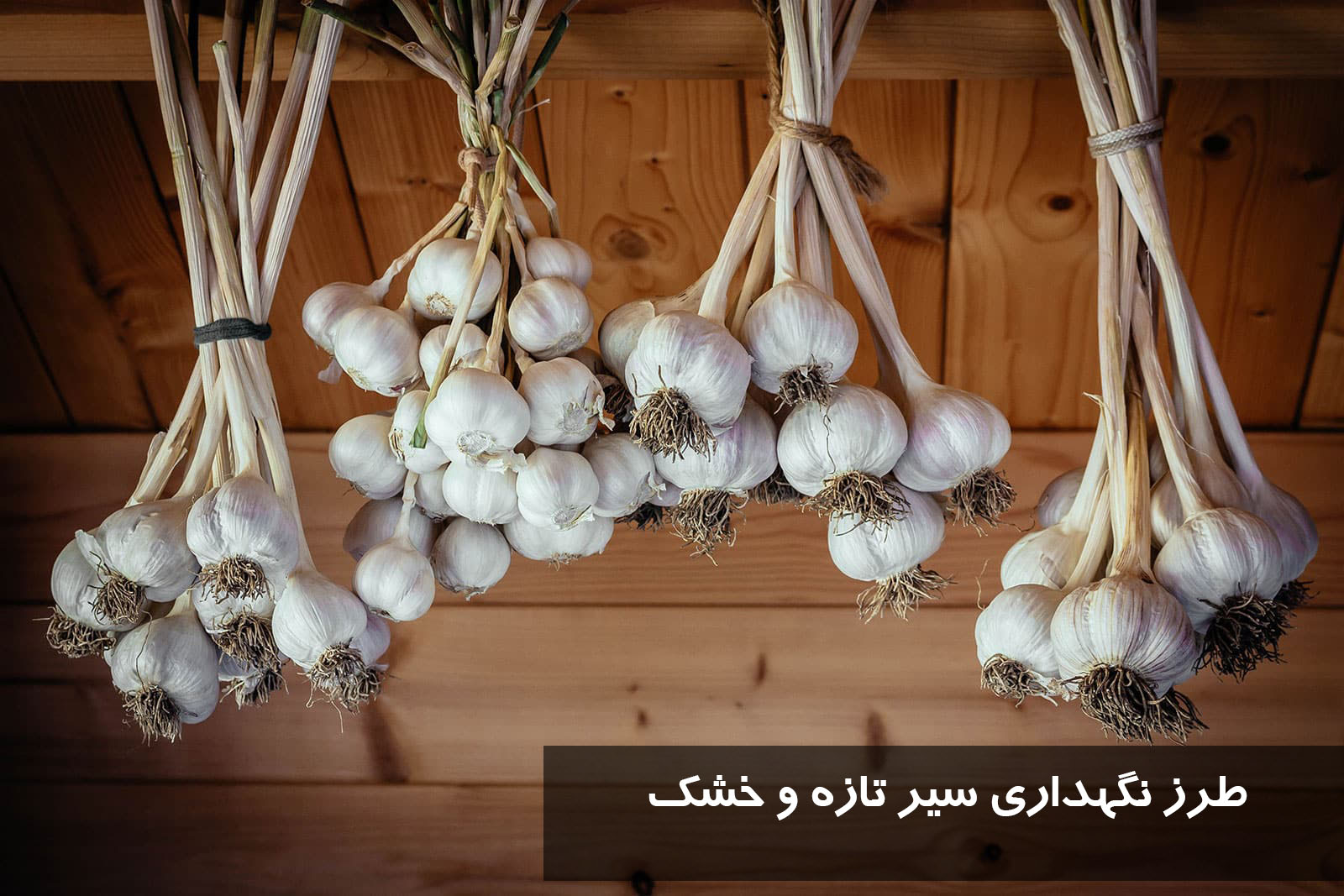 طرز نگهداری سیر تازه و خشک