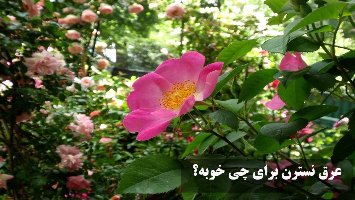 عرق نسترن برای چی خوبه؟