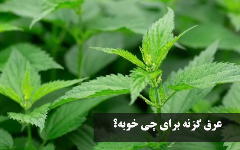 عرق گزنه برای چی خوبه؟