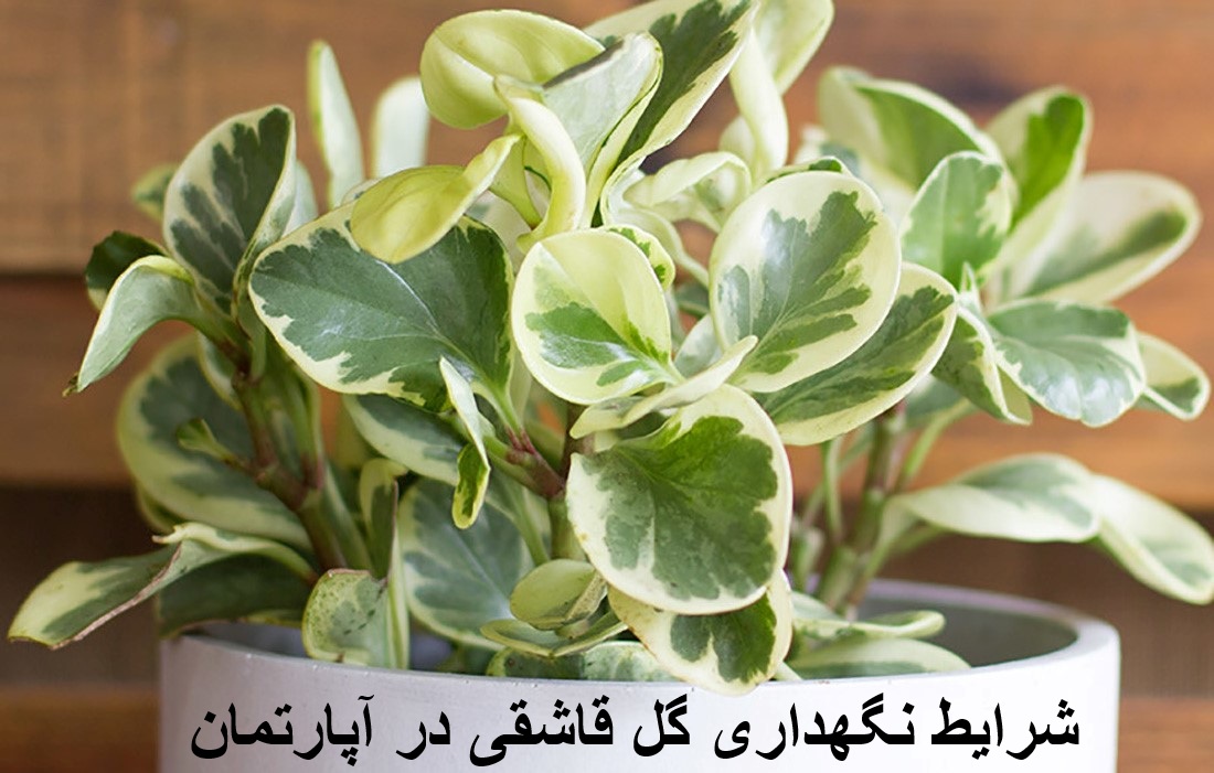 شرایط نگهداری گل قاشقی ابلق و گلدار در آپارتمان