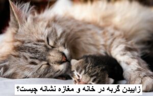 زاییدن گربه در خانه و مغازه نشانه چیست؟