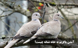 آمدن یاکریم به خانه نشانه چیست؟