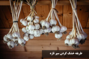 طریقه خشک کردن سیر تازه