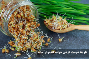 طریقه درست کردن جوانه گندم