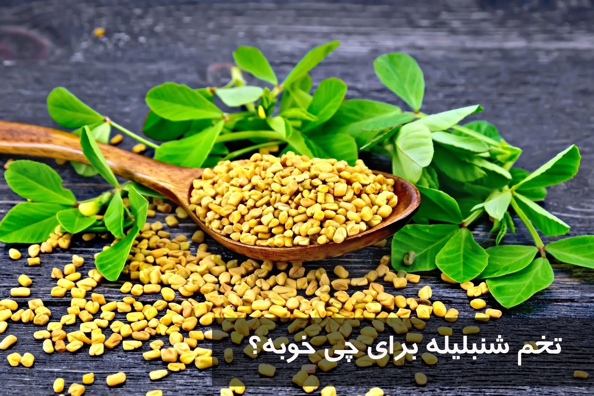 تخم شنبلیله برای چی خوبه؟