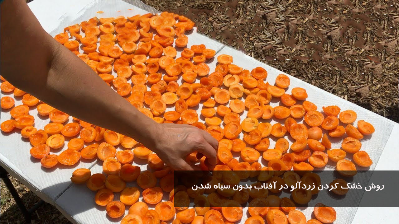 روش خشك كردن زردآلو