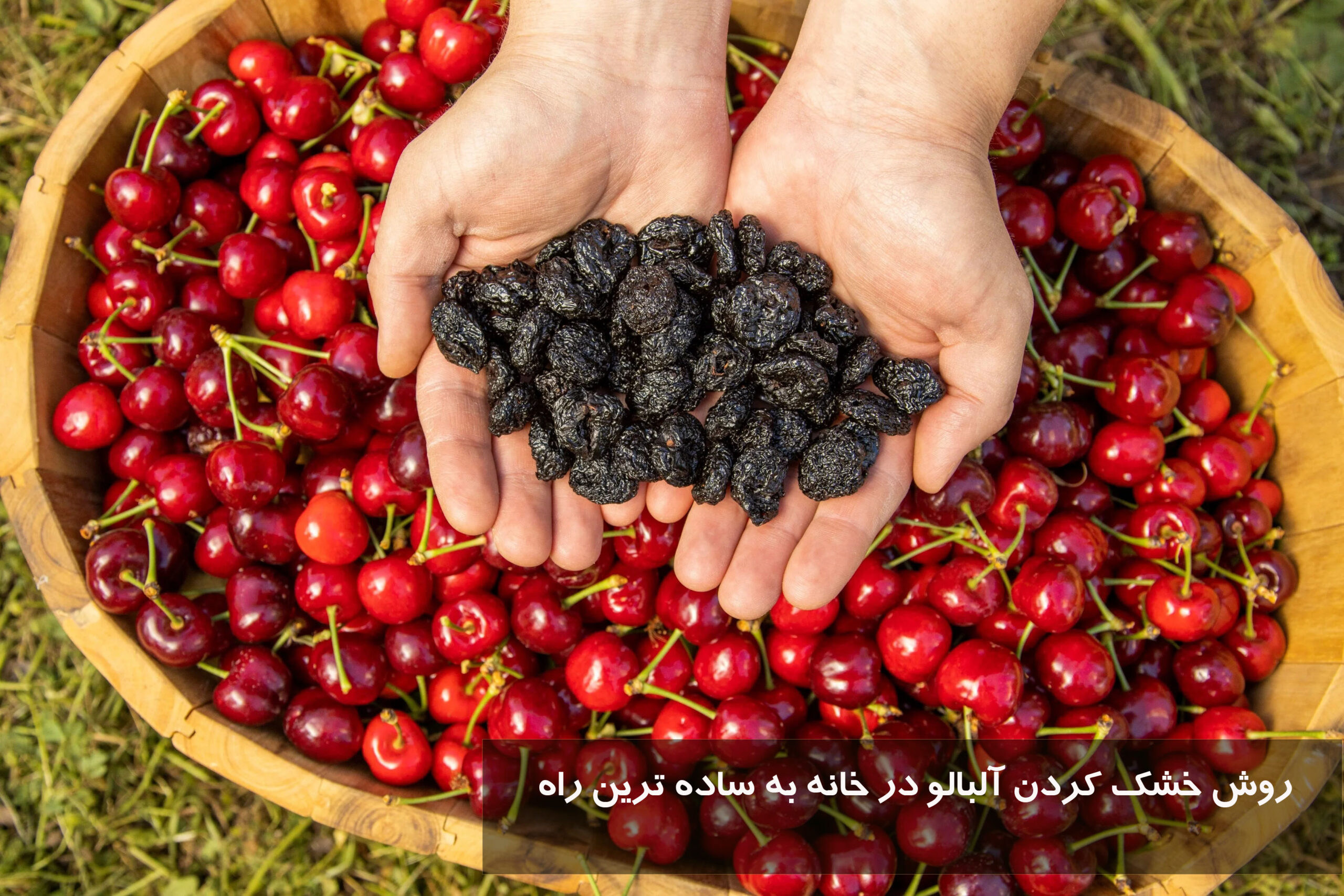 روش خشك كردن آلبالو در خانه به ساده ترین راه