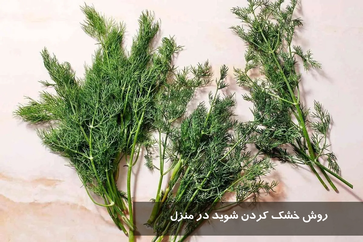 روش خشک کردن شوید در منزل
