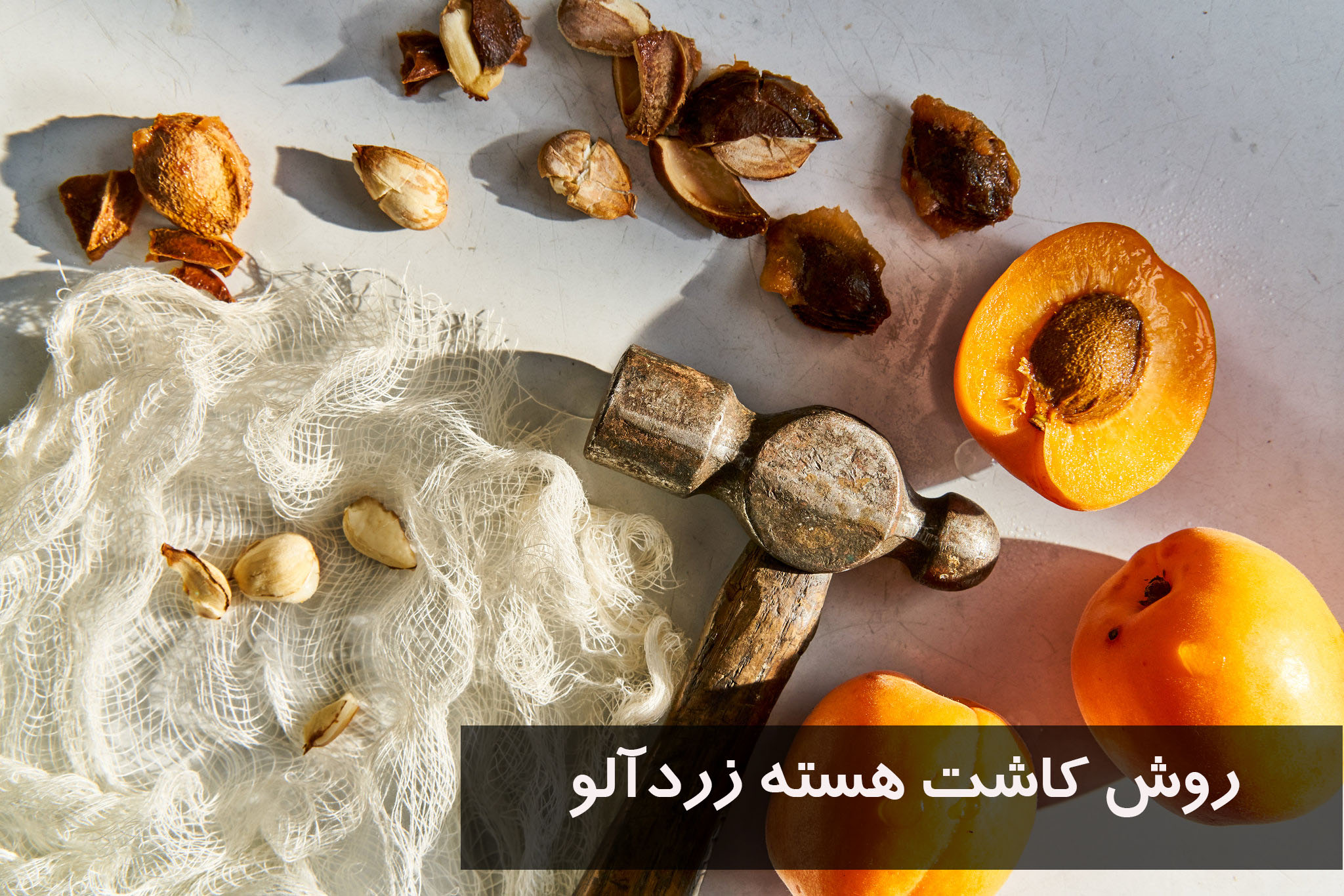 روش کاشت هسته زردآلو